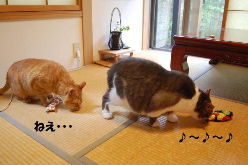 f:id:asa67kin:20140813005014j:image:w640