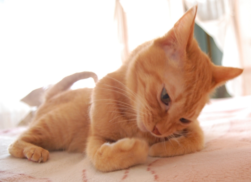 f:id:asa67kin:20141003011611j:image:w640