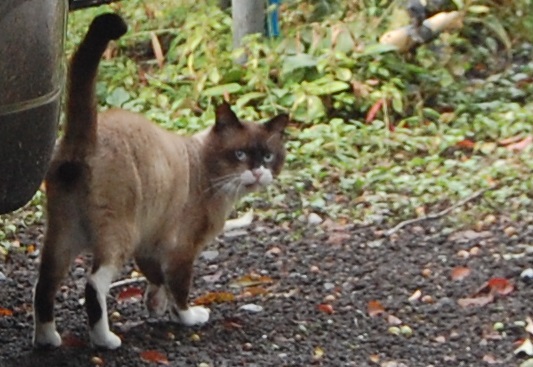 f:id:asa67kin:20141014225430j:image:w640