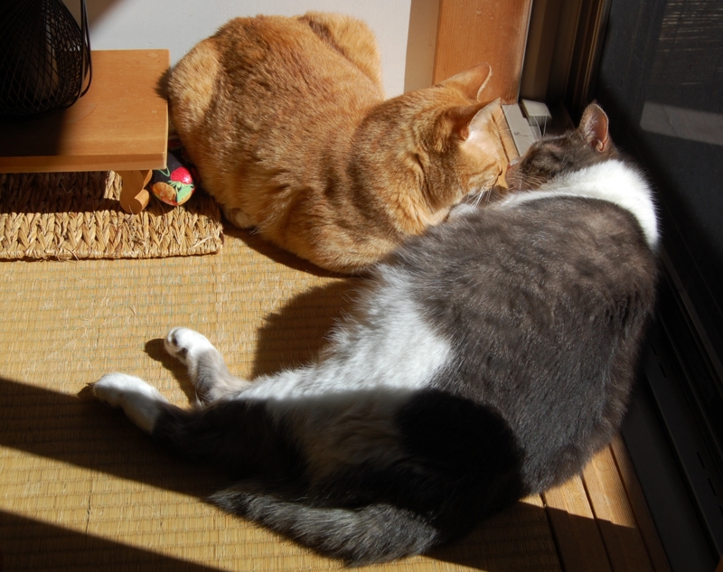 f:id:asa67kin:20141107012855j:image:w640