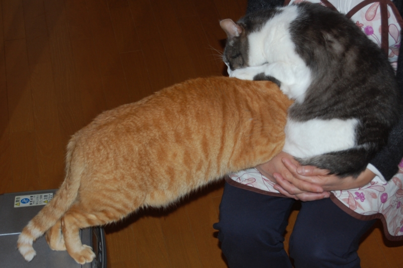 f:id:asa67kin:20141108143249j:image:w640