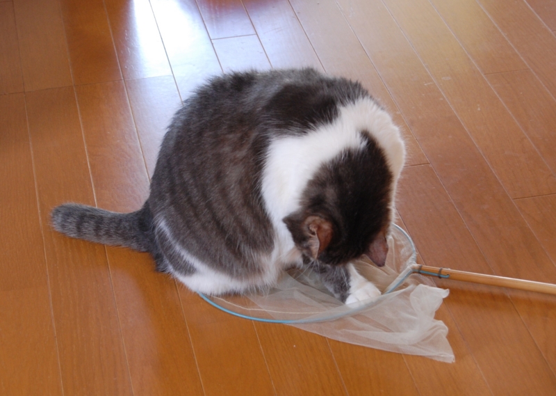 f:id:asa67kin:20141117002153j:image:w640 f:id:asa67kin:20141117002153j:image:w640