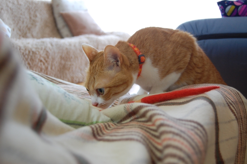 f:id:asa67kin:20150326094640j:image:w640