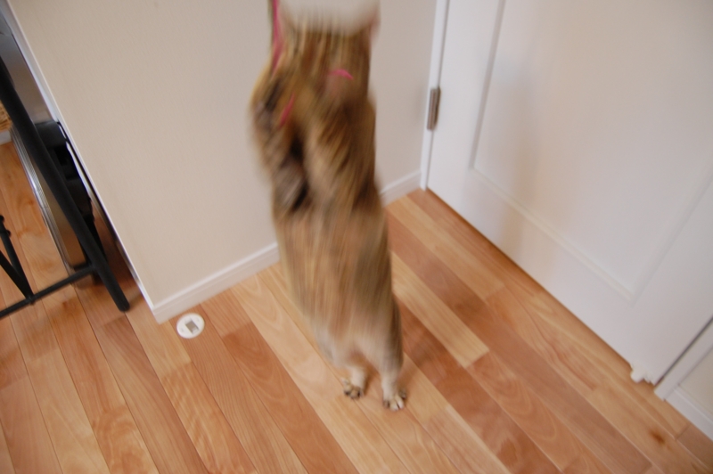 f:id:asa67kin:20150507122636j:image:w640