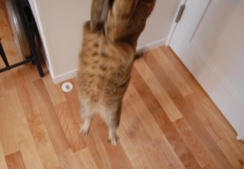 f:id:asa67kin:20150507122637j:image:w640