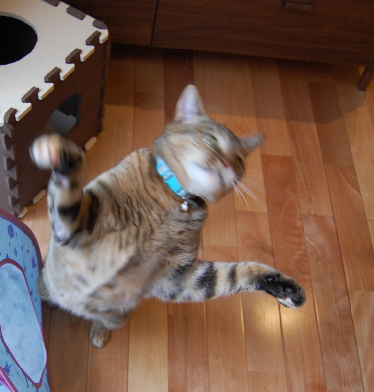 f:id:asa67kin:20150507122638j:image:w640