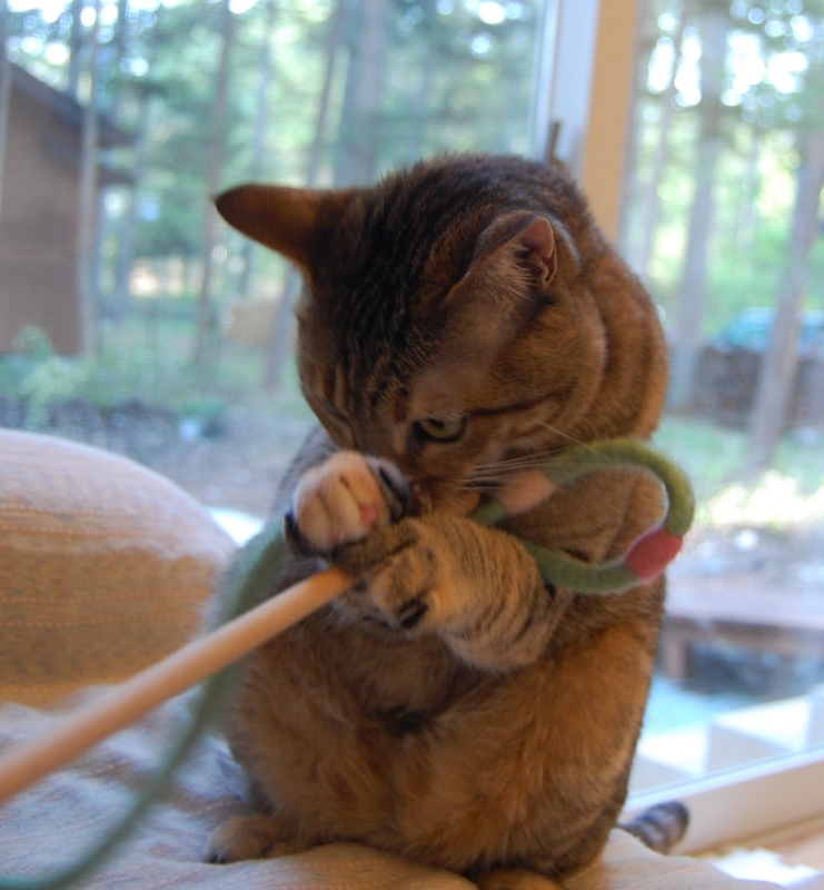 f:id:asa67kin:20150507122640j:image:w640