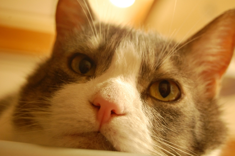 f:id:asa67kin:20150514102615j:image:w640