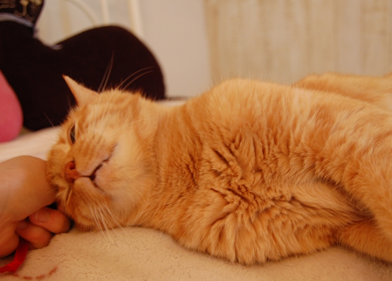 f:id:asa67kin:20150519154100j:image:w640