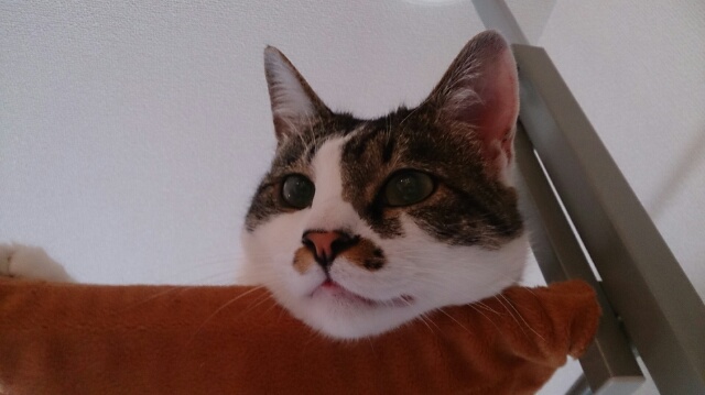 f:id:asa67kin:20150523011509j:image:w640