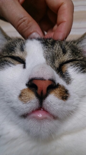 f:id:asa67kin:20150523011510j:image:w480