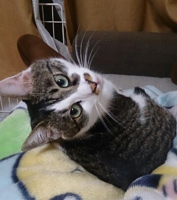 f:id:asa67kin:20150523011511j:image:w640