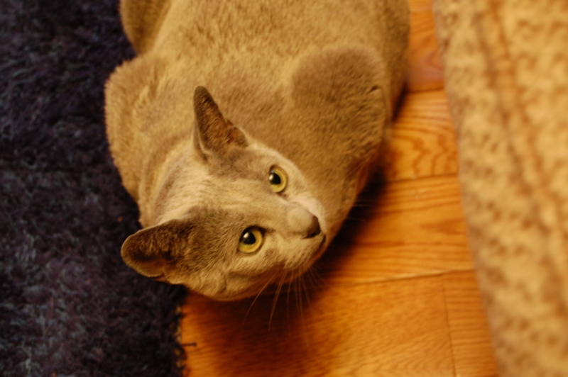 f:id:asa67kin:20150526103806j:image:w640