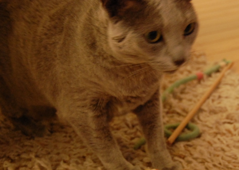 f:id:asa67kin:20150526103807j:image:w640