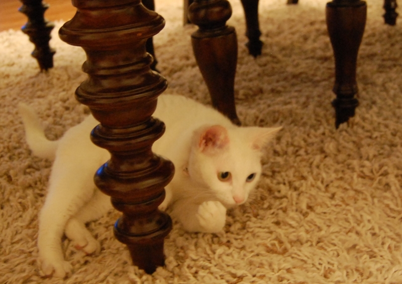 f:id:asa67kin:20150526103809j:image:w640