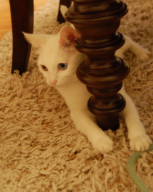 f:id:asa67kin:20150526103810j:image:w640