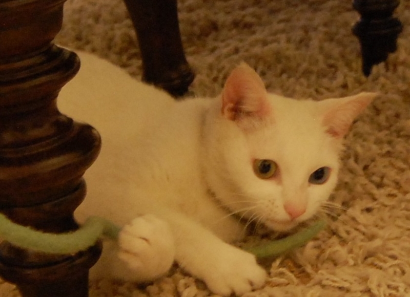 f:id:asa67kin:20150526103811j:image:w640