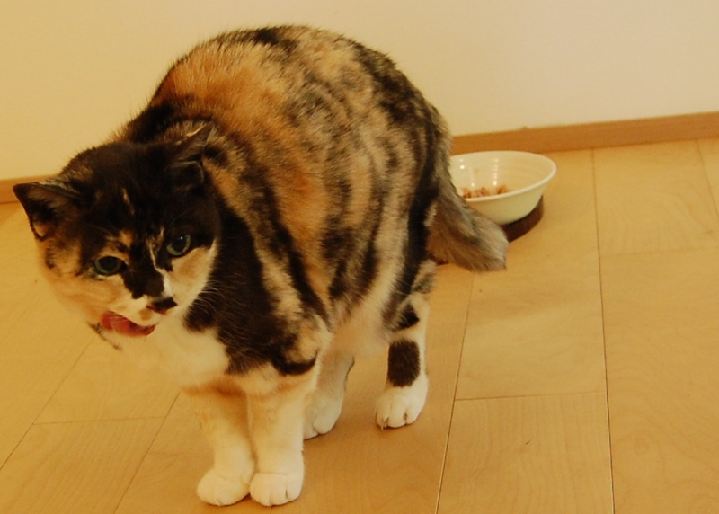f:id:asa67kin:20150528105944j:image:w640