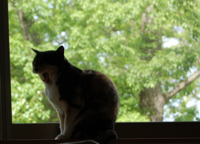 f:id:asa67kin:20150528105947j:image:w640