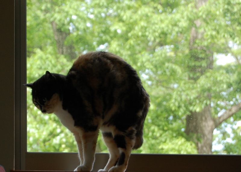 f:id:asa67kin:20150528105948j:image:w640