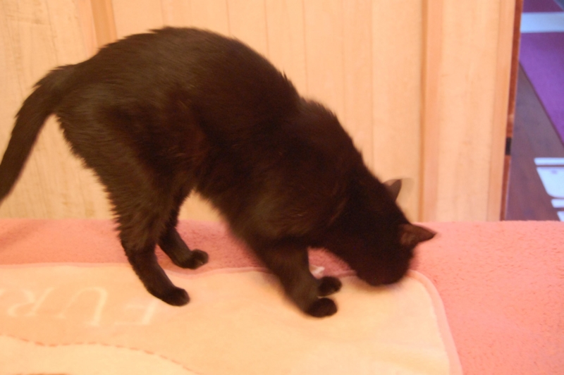 f:id:asa67kin:20151005105603j:image:w640 f:id:asa67kin:20151005105603j:image:w640
