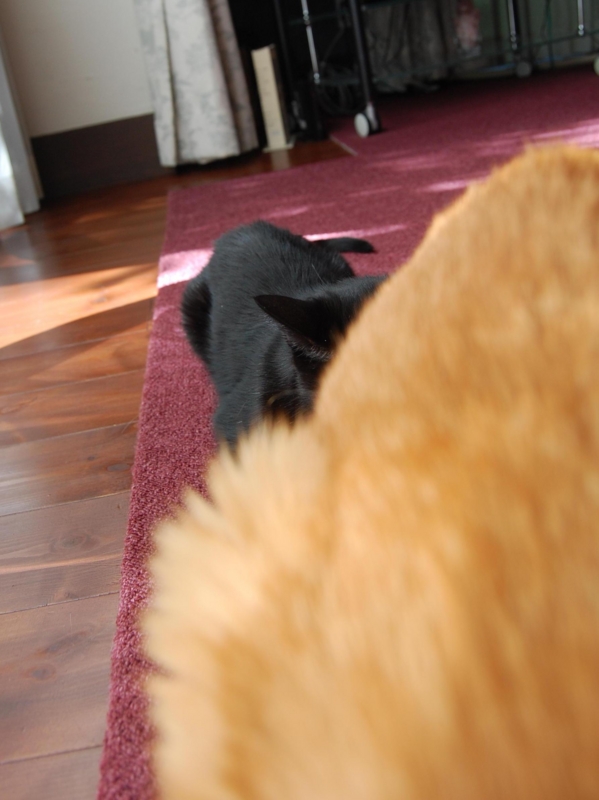 f:id:asa67kin:20151012120431j:image:w360