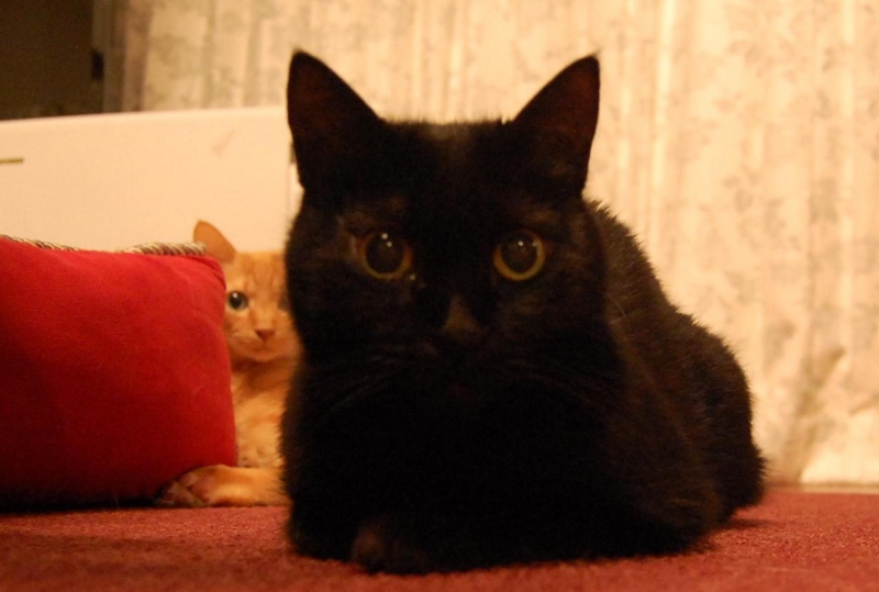 f:id:asa67kin:20151012123647j:image:w640