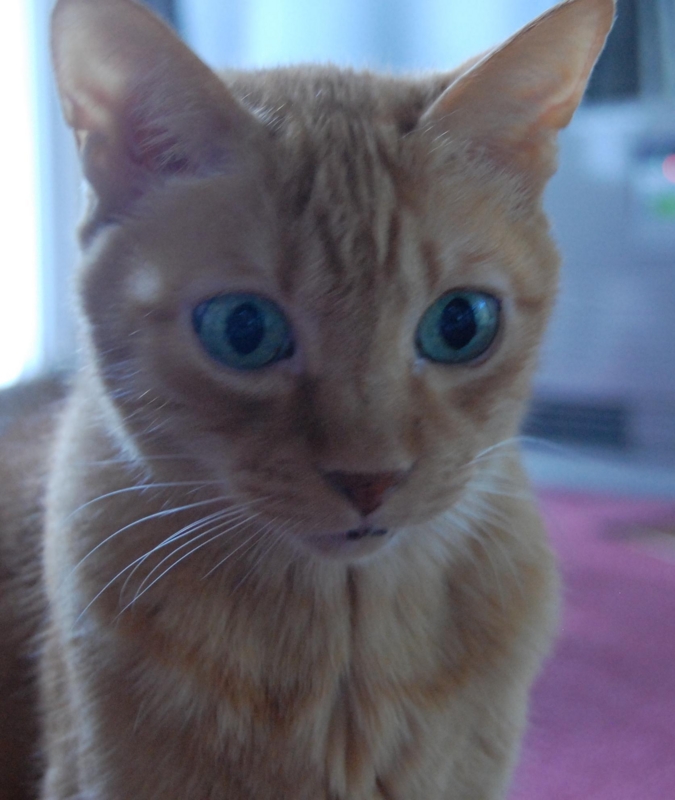 f:id:asa67kin:20151020231104j:image:w480