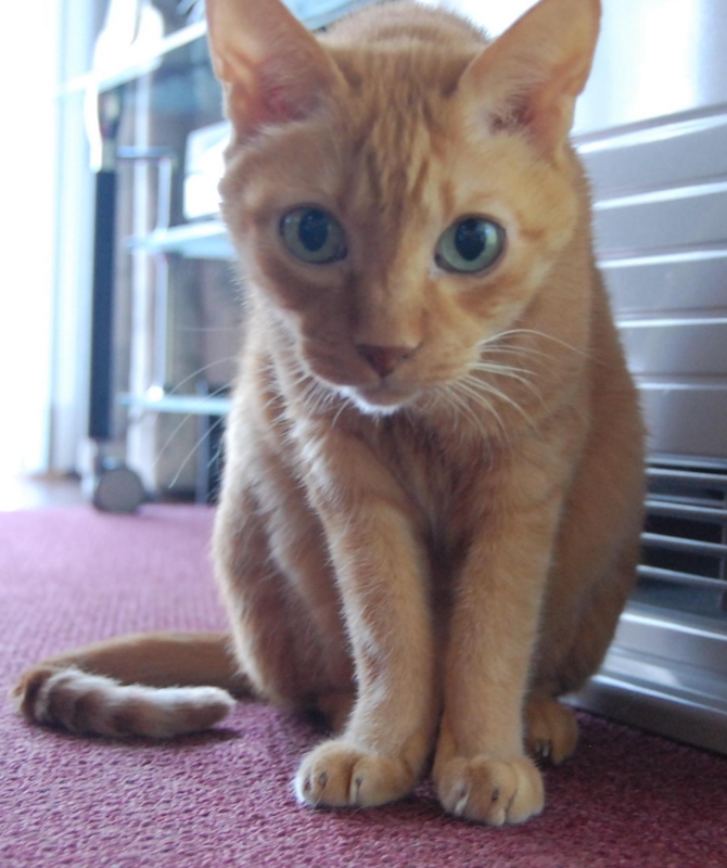 f:id:asa67kin:20151021001330j:image:w480