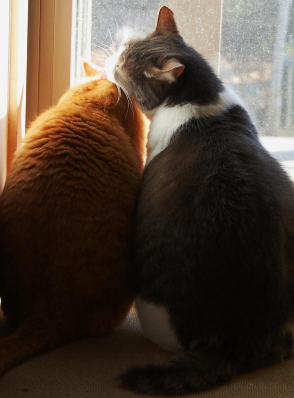 f:id:asa67kin:20151124115149j:image:w480