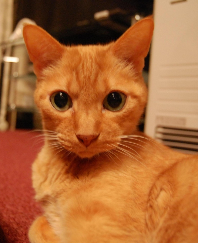 f:id:asa67kin:20151227225700j:image:w640