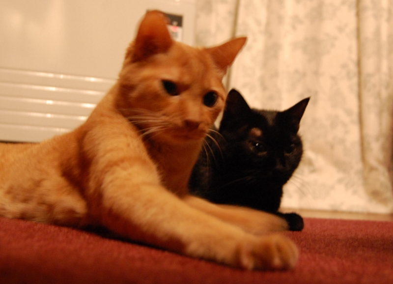 f:id:asa67kin:20151228153636j:image:w640