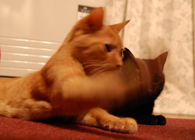 f:id:asa67kin:20151228153643j:image:w640