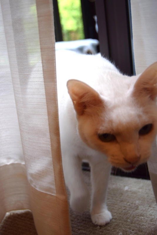 f:id:asa67kin:20160529141924j:image:w480