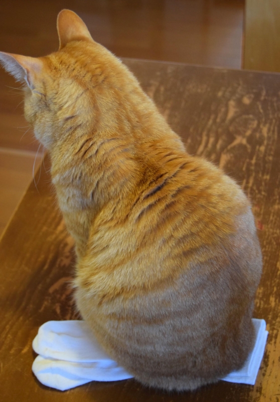 f:id:asa67kin:20170128174757j:image:w480