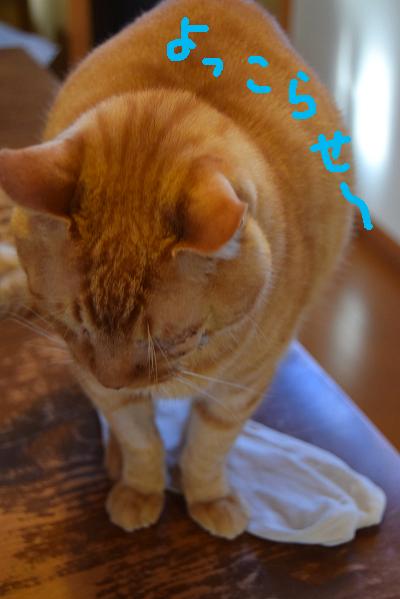 f:id:asa67kin:20170128181649j:image:w480