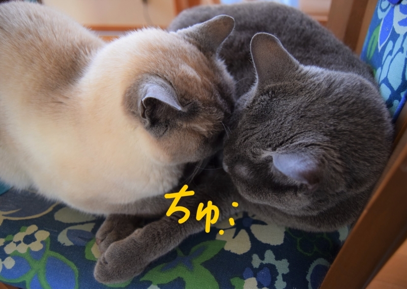 f:id:asa67kin:20170604005747j:image:w640