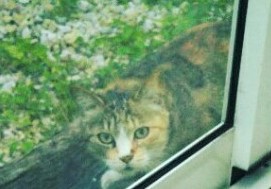 f:id:asa67kin:20170613100018j:image:w640