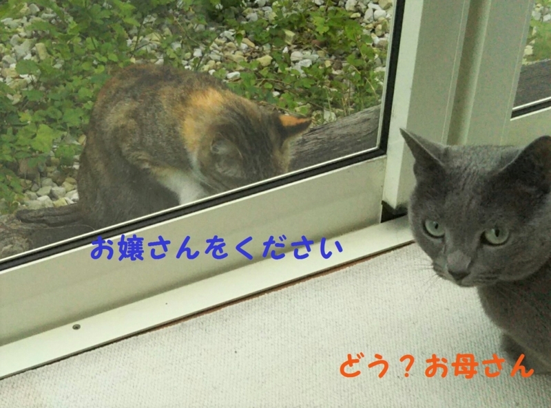 f:id:asa67kin:20170613100019j:image:w640