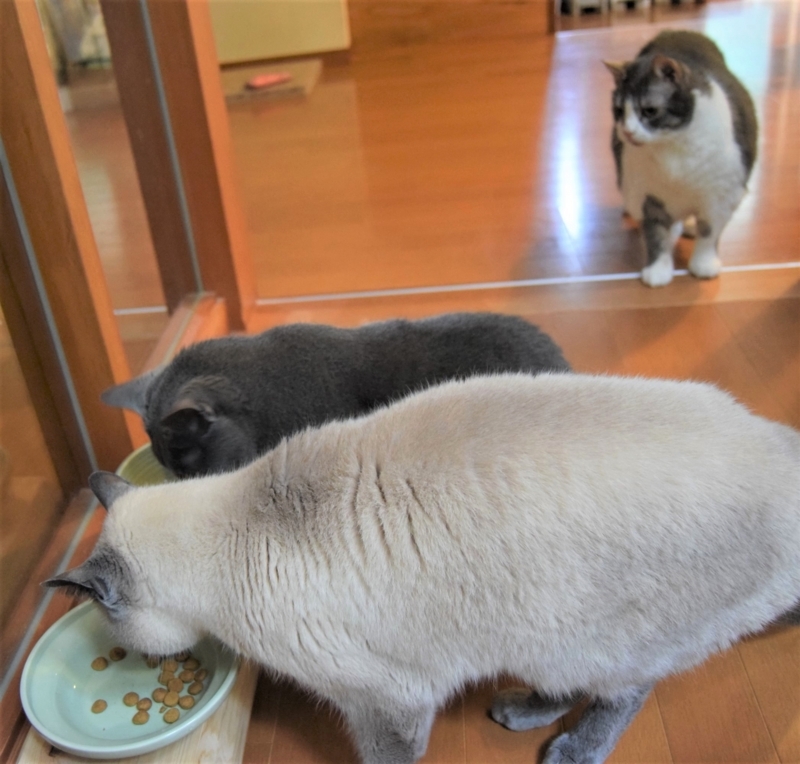 f:id:asa67kin:20170714101111j:image:w640