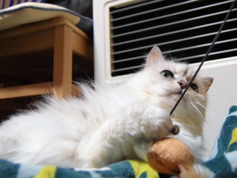f:id:asa67kin:20180319220807j:image:w640
