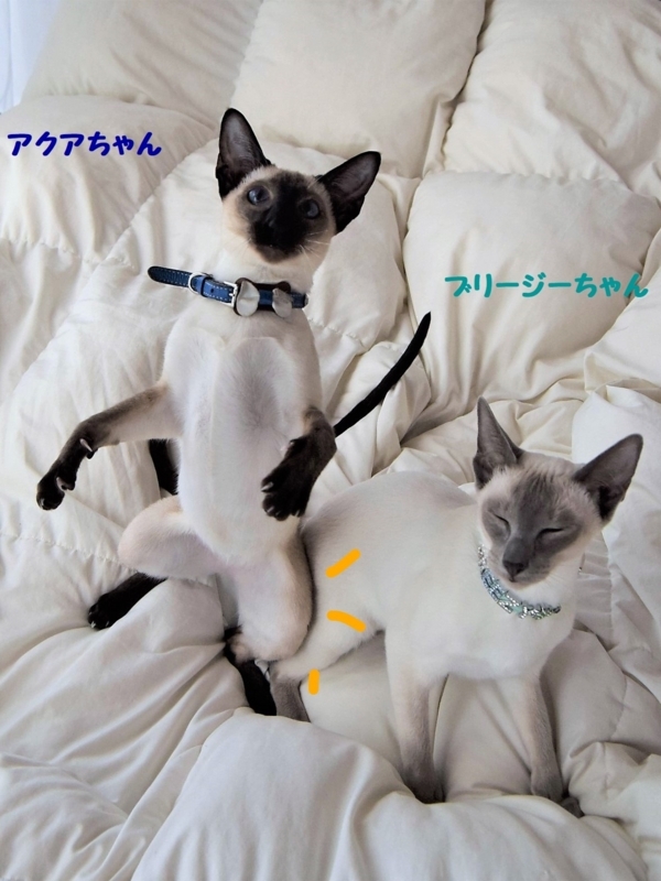f:id:asa67kin:20180610102143j:image:w460