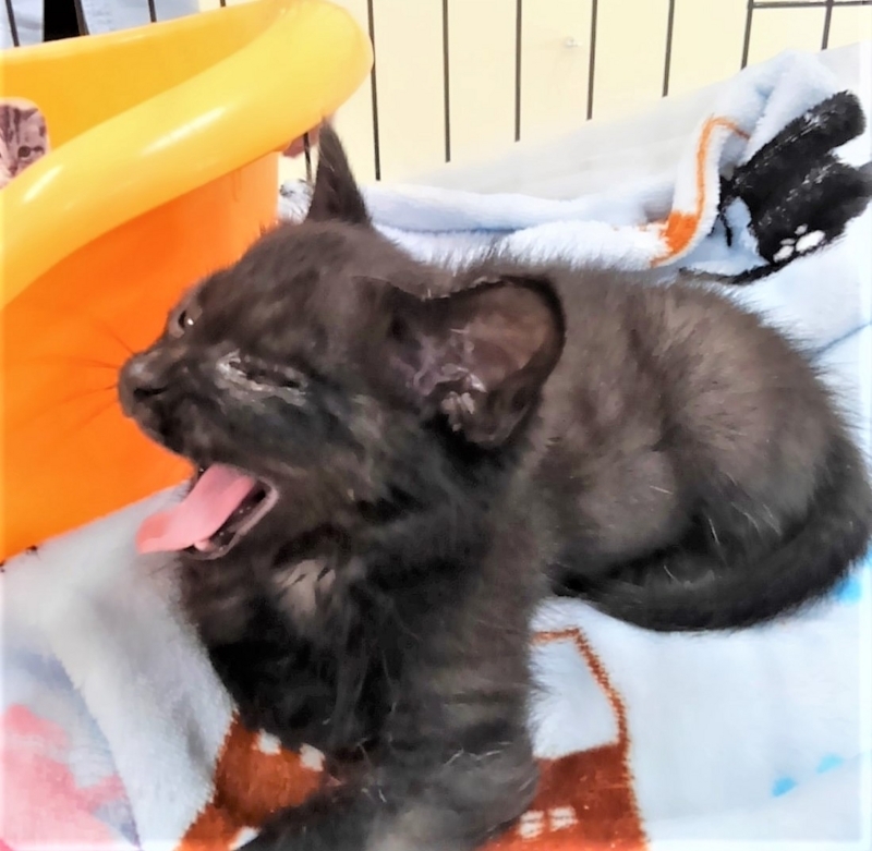 f:id:asa67kin:20180703134325j:image:w420