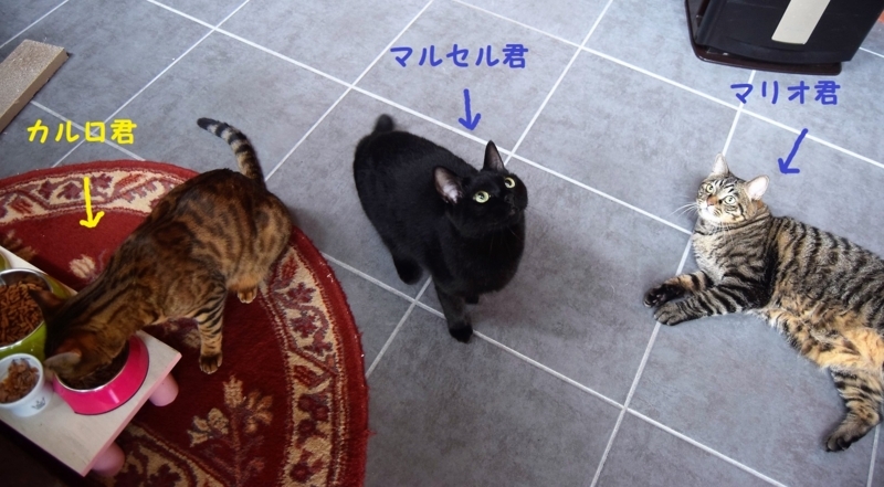 f:id:asa67kin:20180809182034j:image:w640 f:id:asa67kin:20180809182034j:image:w640