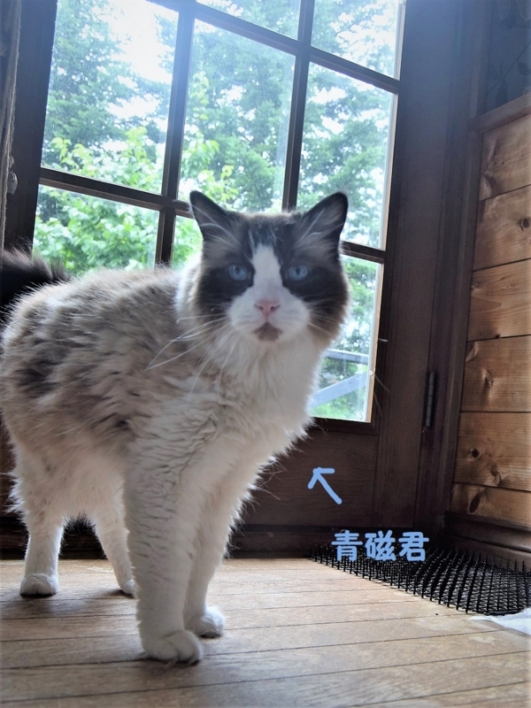 f:id:asa67kin:20180810104457j:image:w460 f:id:asa67kin:20180810104457j:image:w460