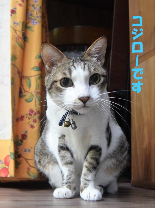 f:id:asa67kin:20180816234250j:image:w460