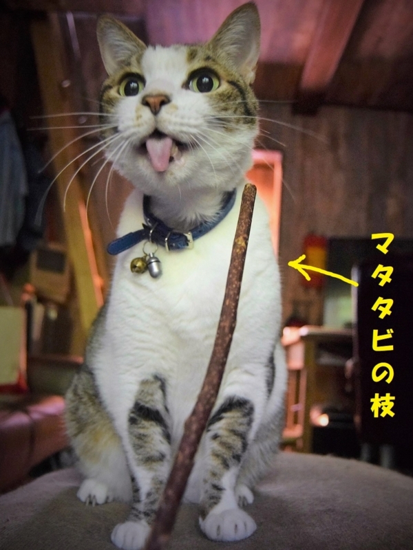 f:id:asa67kin:20180817001557j:image:w460