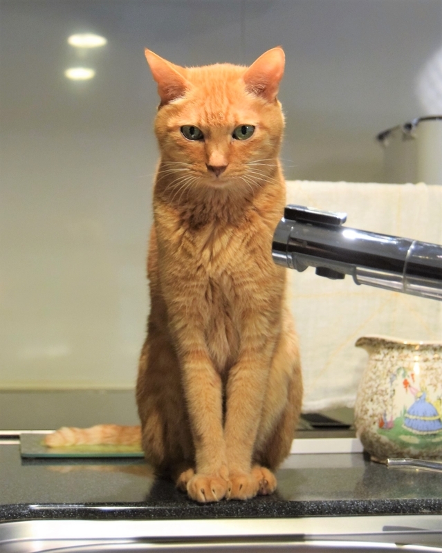 f:id:asa67kin:20190110195007j:image:w460