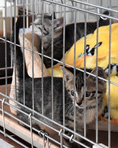 f:id:asa67kin:20190701235948j:plain f:id:asa67kin:20190701235948j:plain