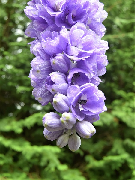 f:id:asa67kin:20190704230921j:plain
